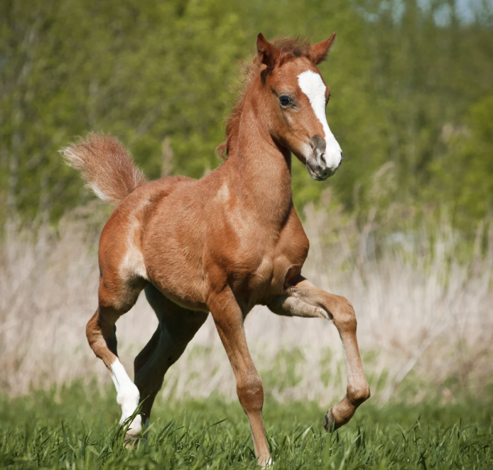 morphologie cheval